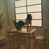 Kokuhui(yuuhui玉汇)《宿醉》主题写真：88张全套美图