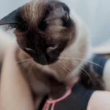 阿半今天很开心《碧蓝航线 大凤猫猫》主题写真：37张全套美图