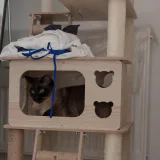 阿半今天很开心《碧蓝航线 大凤猫猫》主题写真：37张全套美图