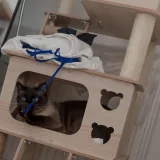 阿半今天很开心《碧蓝航线 大凤猫猫》主题写真：37张全套美图