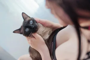 阿半今天很开心《碧蓝航线 大凤猫猫》主题写真：37张全套美图