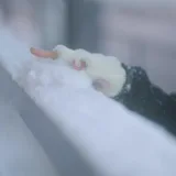 蠢沫沫《下雪》主题视频：共1个视频