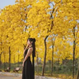 萌芽儿o0《秋有银杏 春有黄风铃》主题写真：23张全套美图