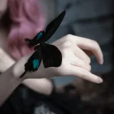 疯猫ss《化蝶》主题写真：60张全套美图